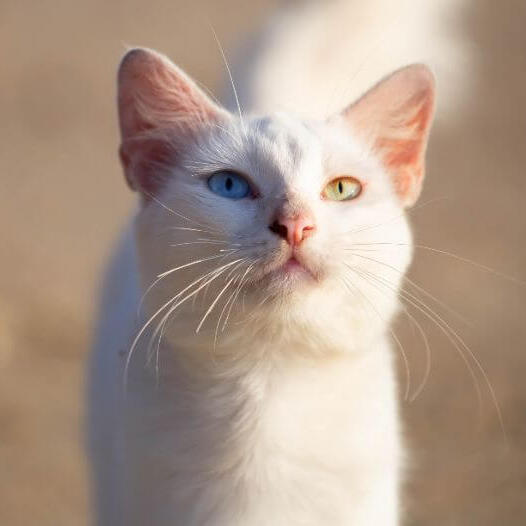 Rare white cat store breeds